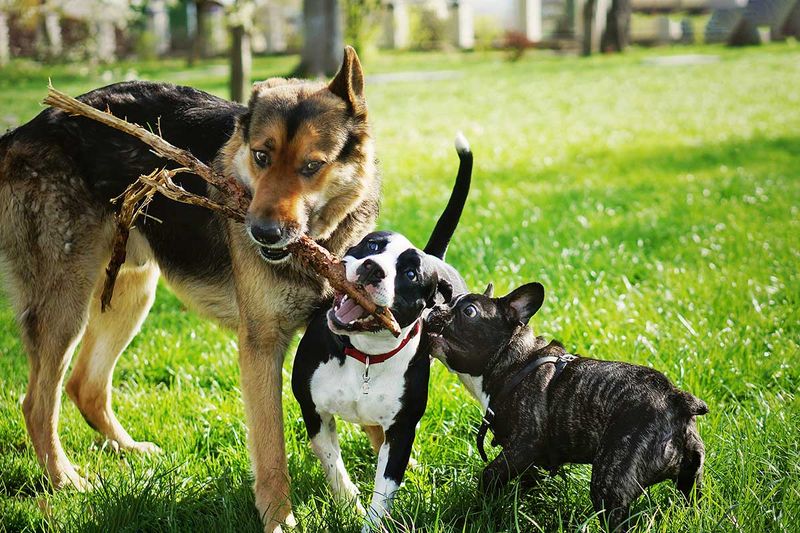 Host a Pet Playdate