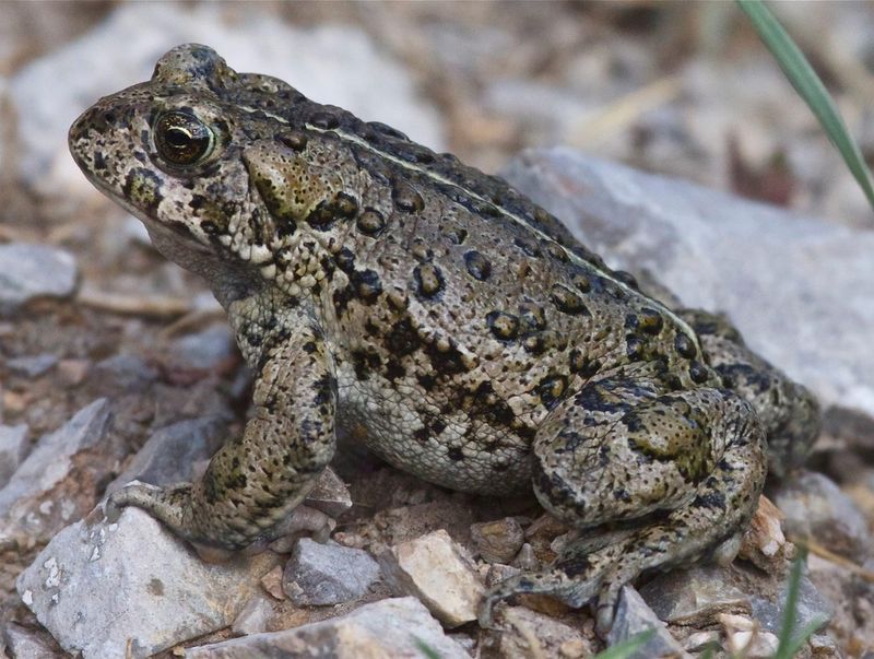 Hot Creek Toad