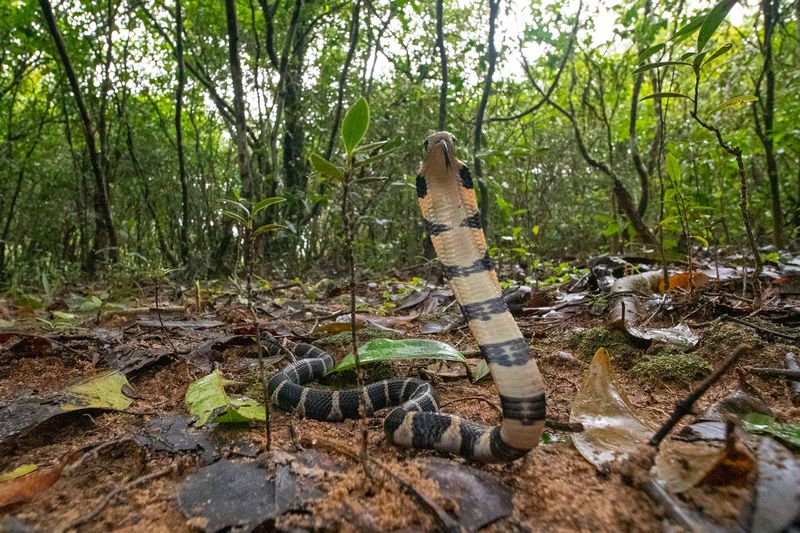 House-Dwelling Cobras