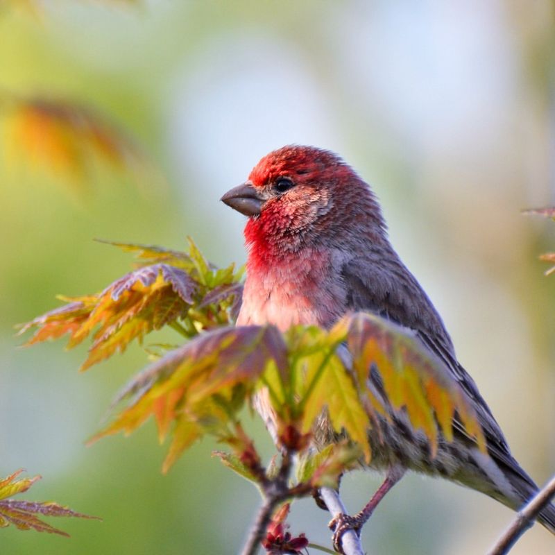 House Finch