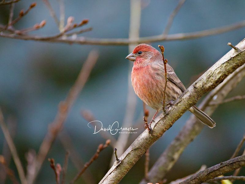 House Finch