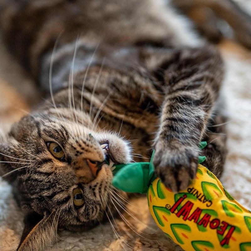 How Catnip Affects Behavior