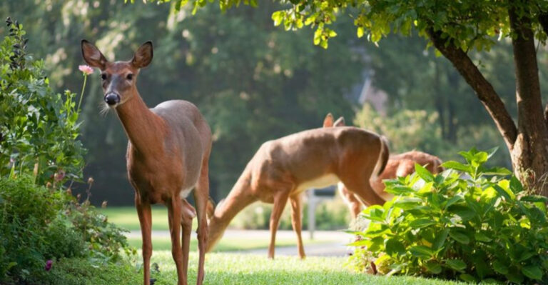 How To Welcome Deer Into Your Backyard In 12 Easy Steps