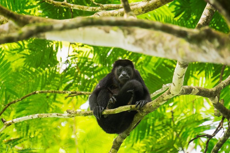 Howler Monkey