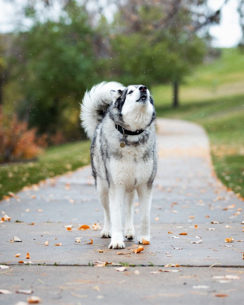 Howling Communication