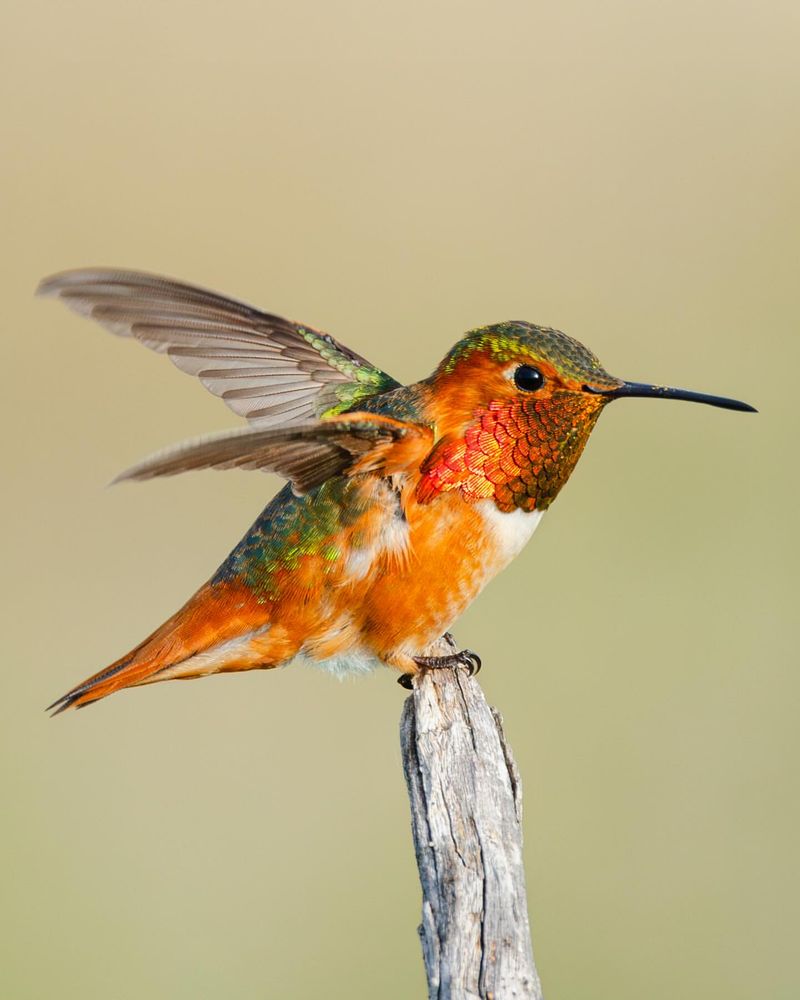 Hummingbird's Flight Precision