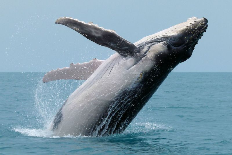 Humpback Whale