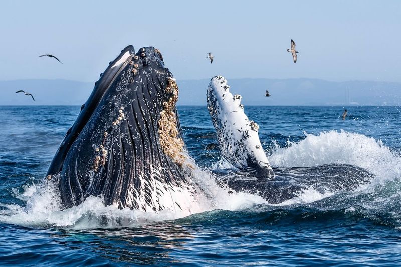 Humpback Whale