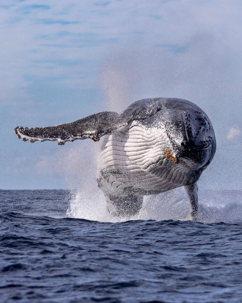 Humpback Whale