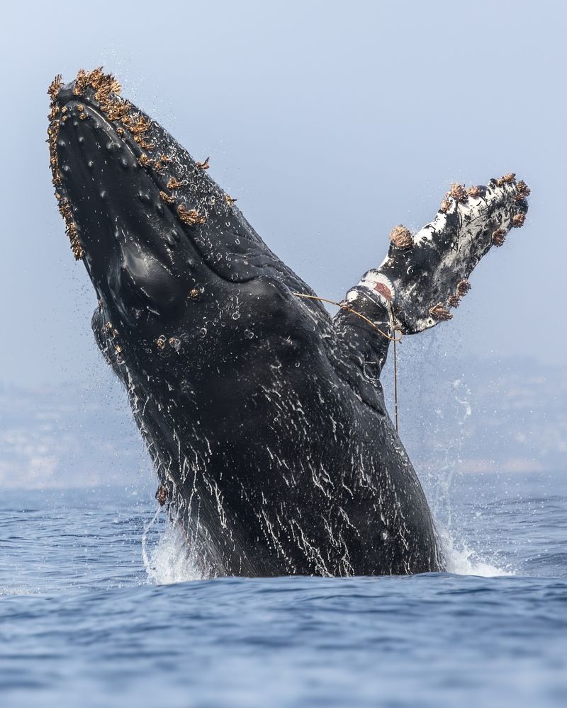 Humpback Whale