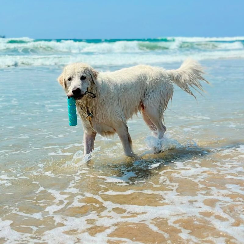 Huntington Dog Beach (California)