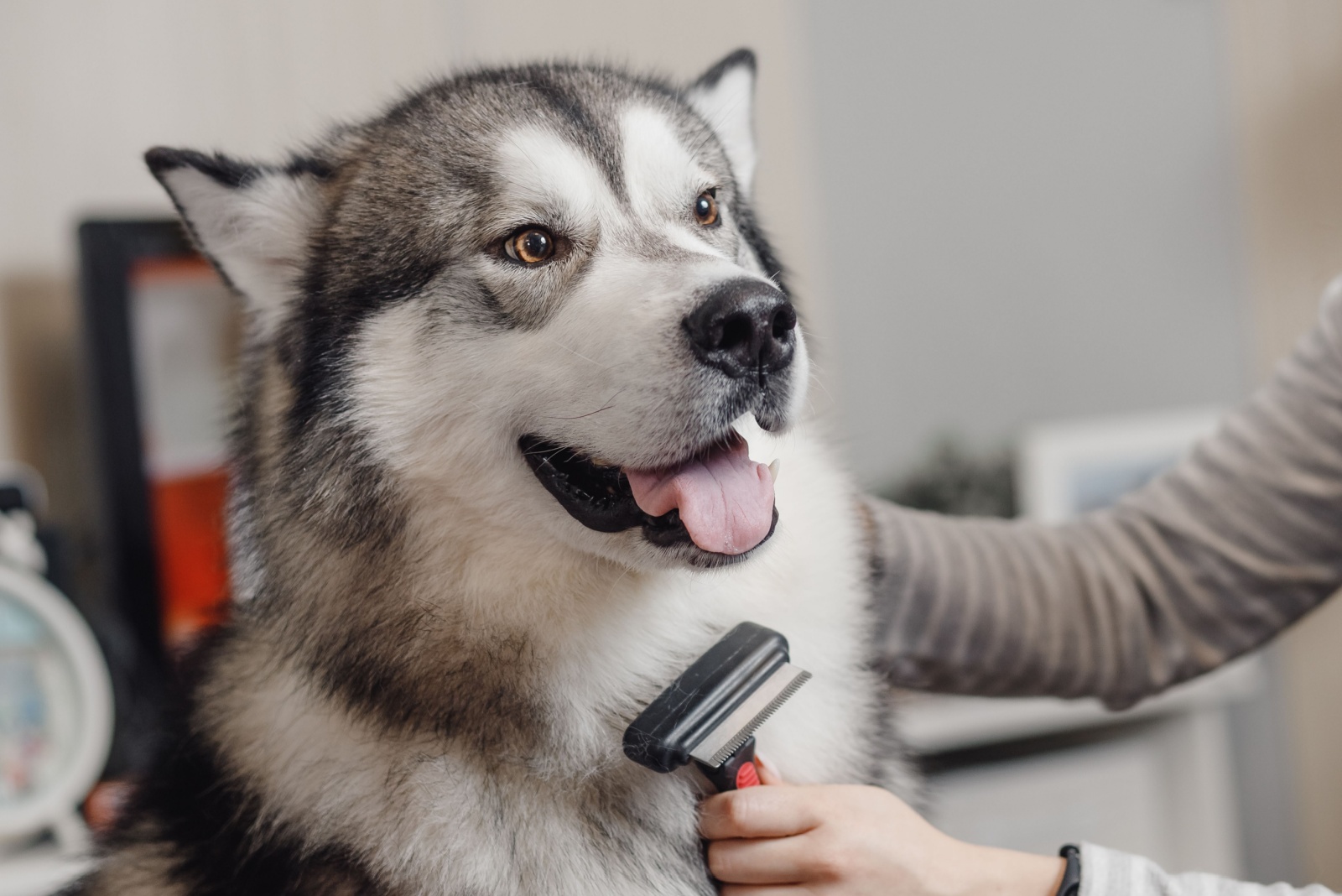 Husky and owner