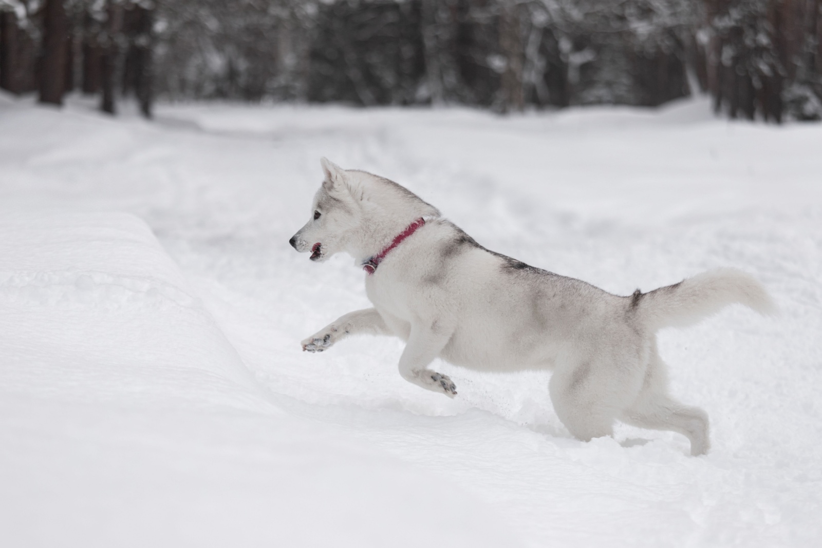 Husky in a snow