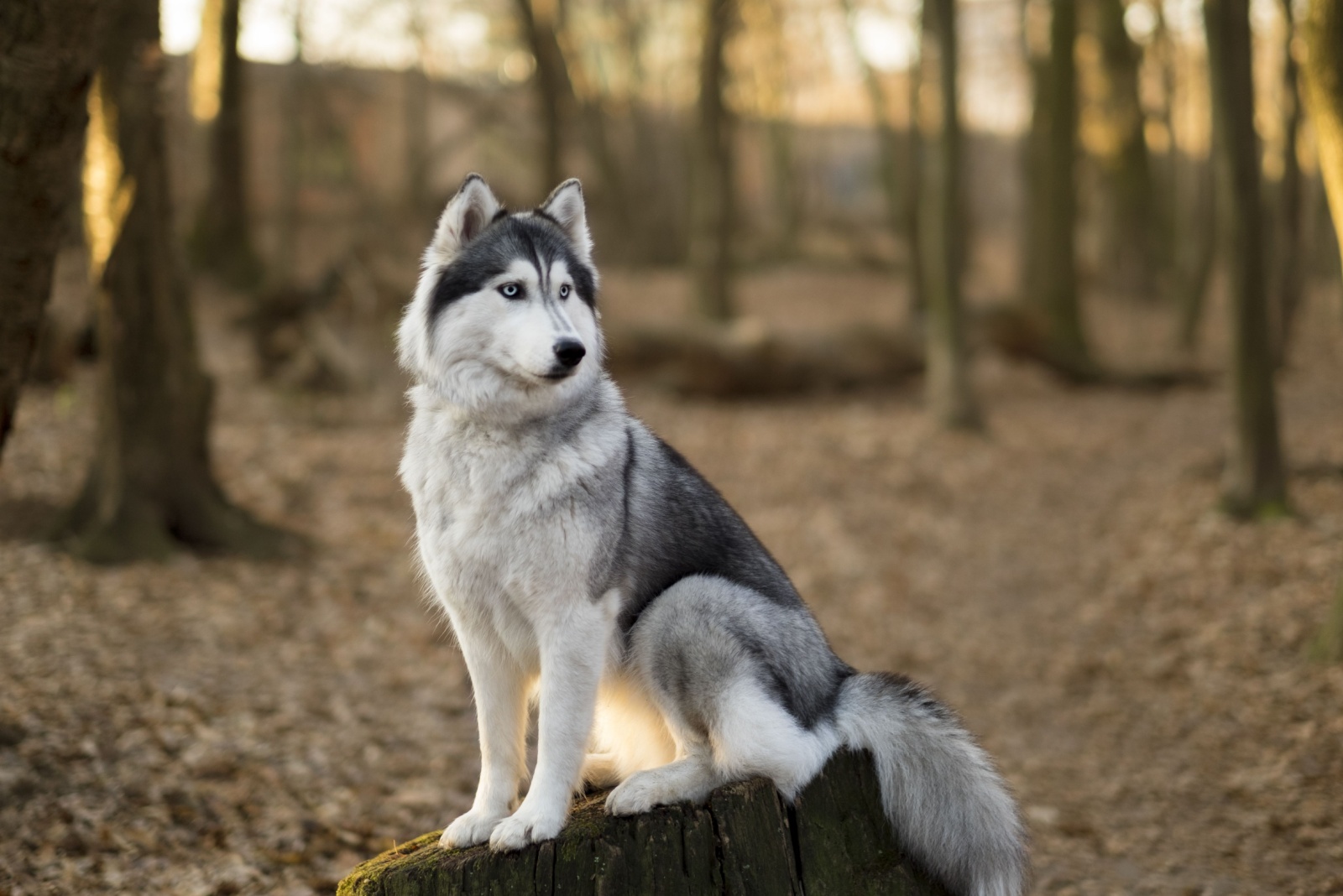 Husky in forest