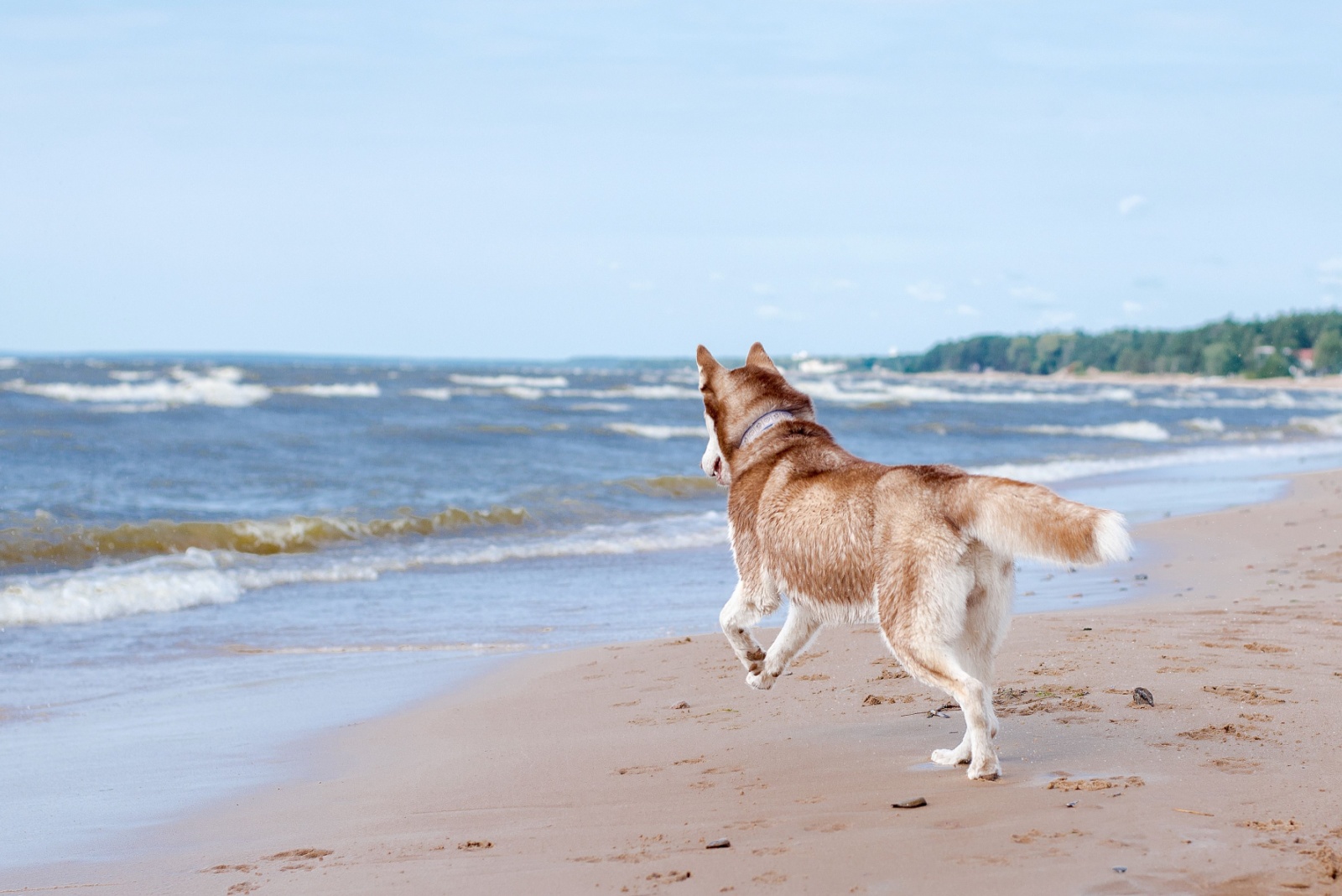 Husky on a beach