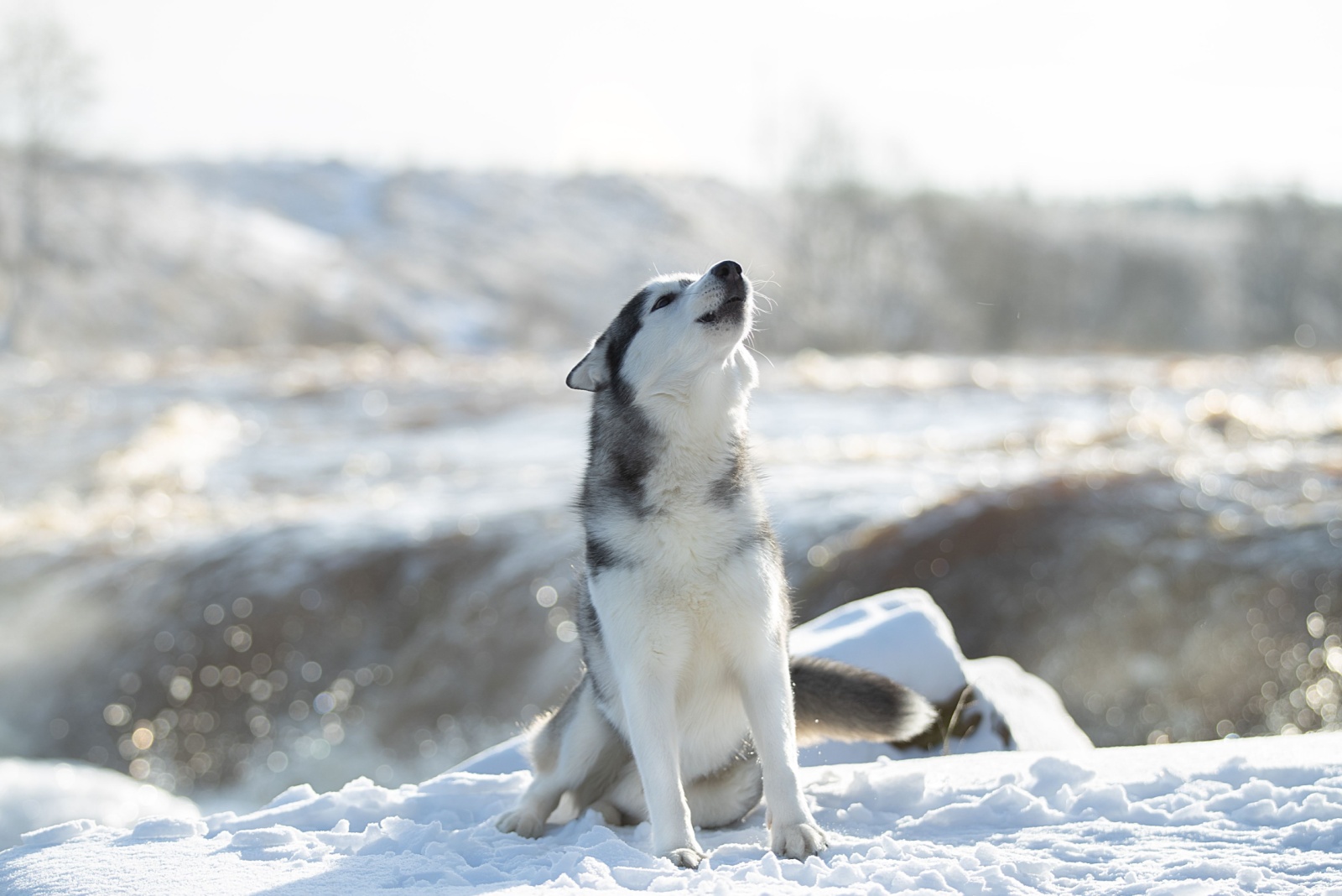 Husky on a snow