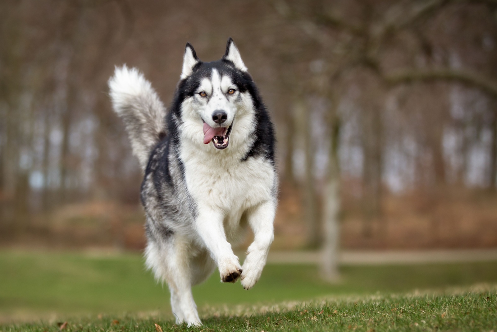 Husky running