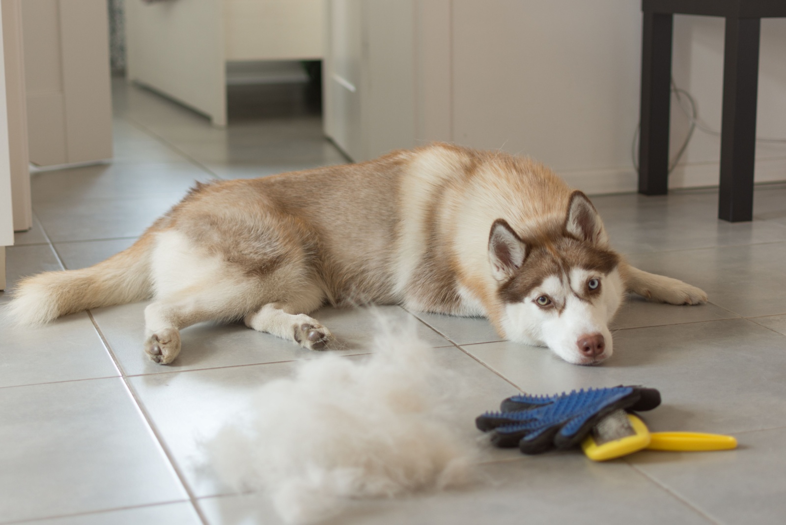 Husky shedding