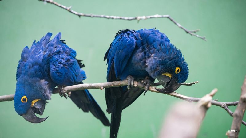 Hyacinth Macaw