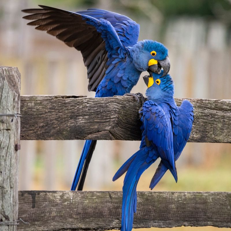 Hyacinth Macaw