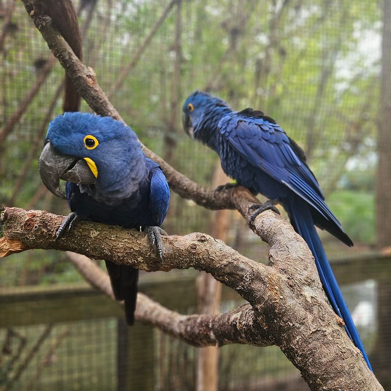 Hyacinth Macaw