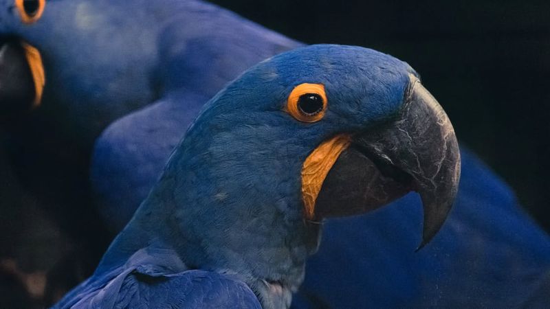 Hyacinth Macaw