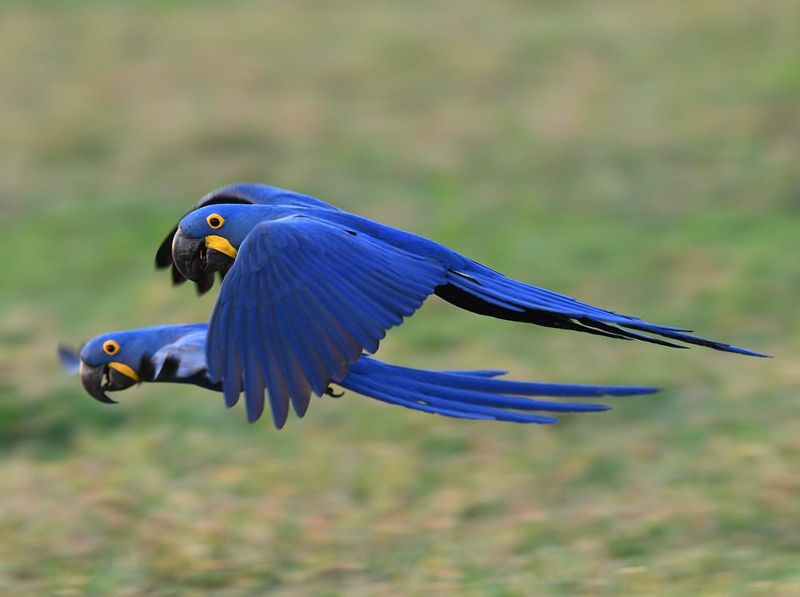 Hyacinth Macaw