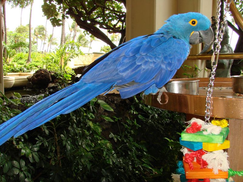 Hyacinth Macaw