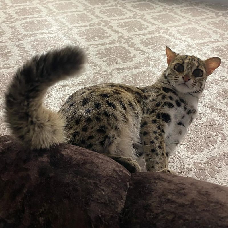 Hybrid Leopard Cat Mixes