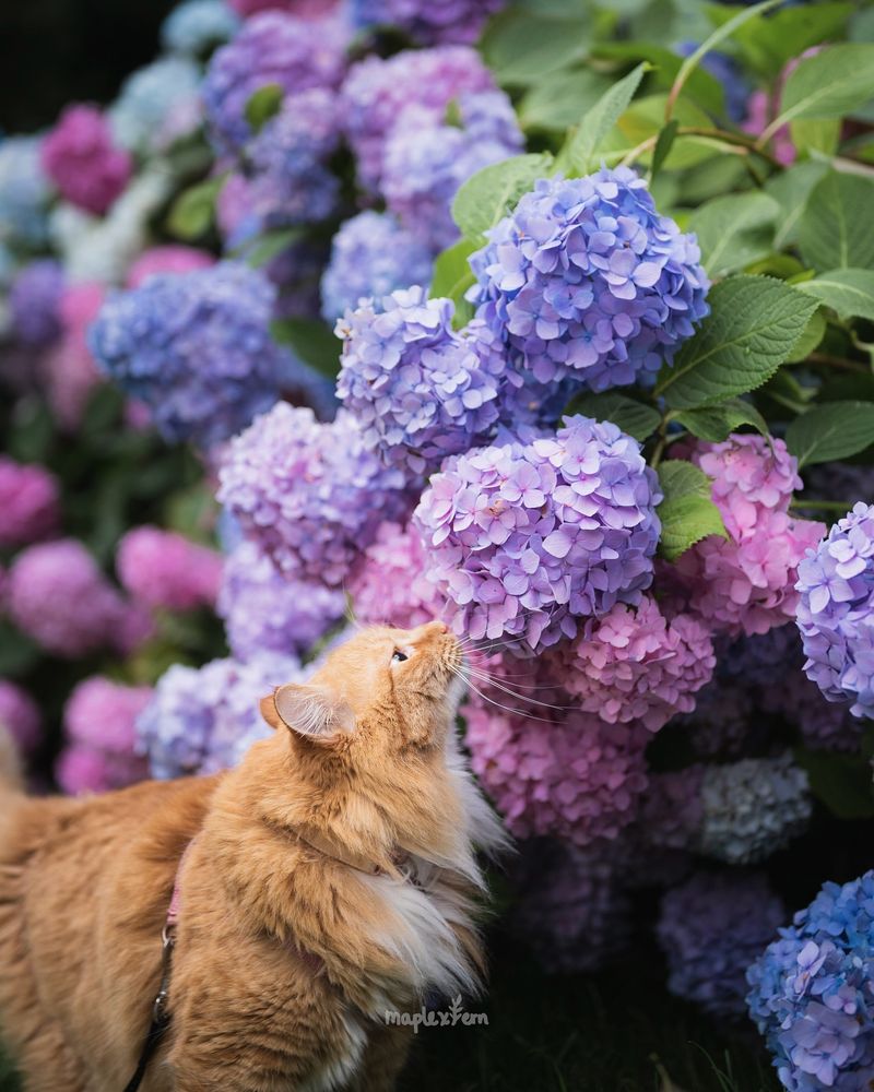 Hydrangeas