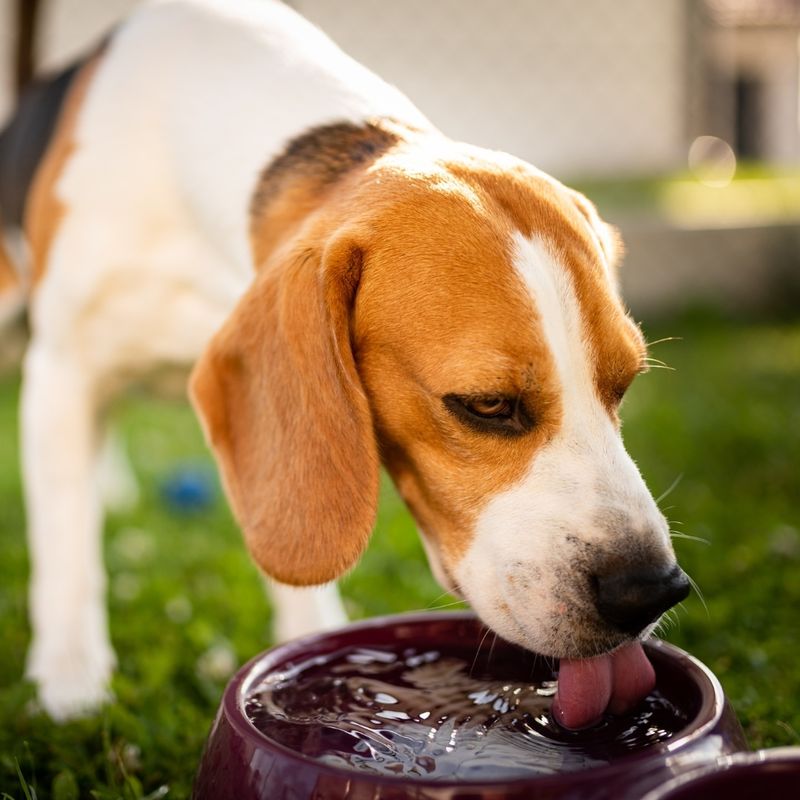 Hydration Importance