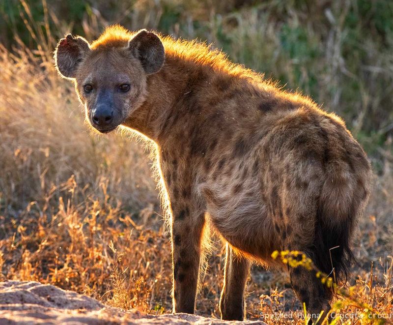 Hyena