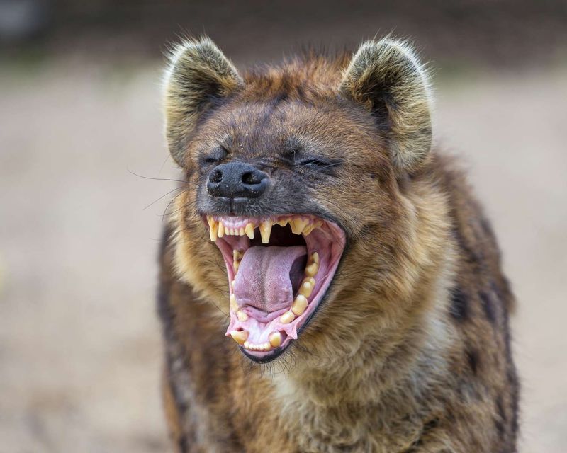 Hyena