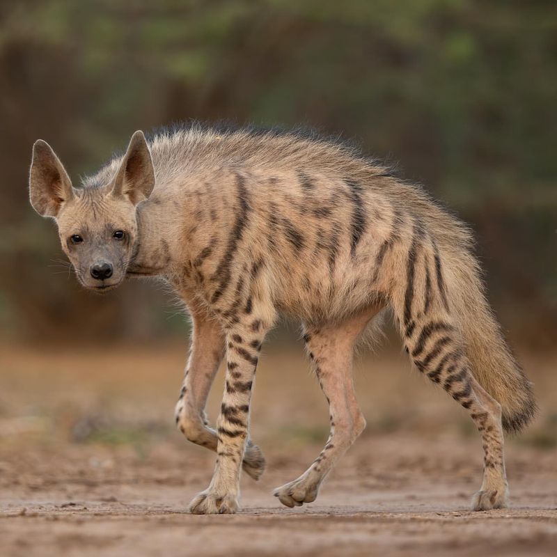 Hyenas Are Cowardly Scavengers