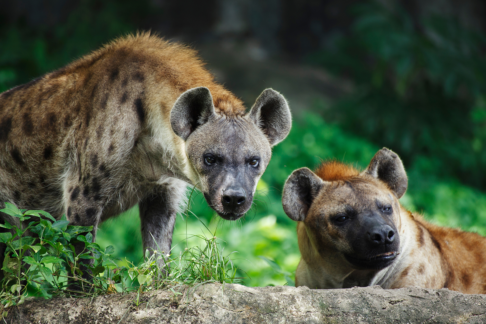 hyenas