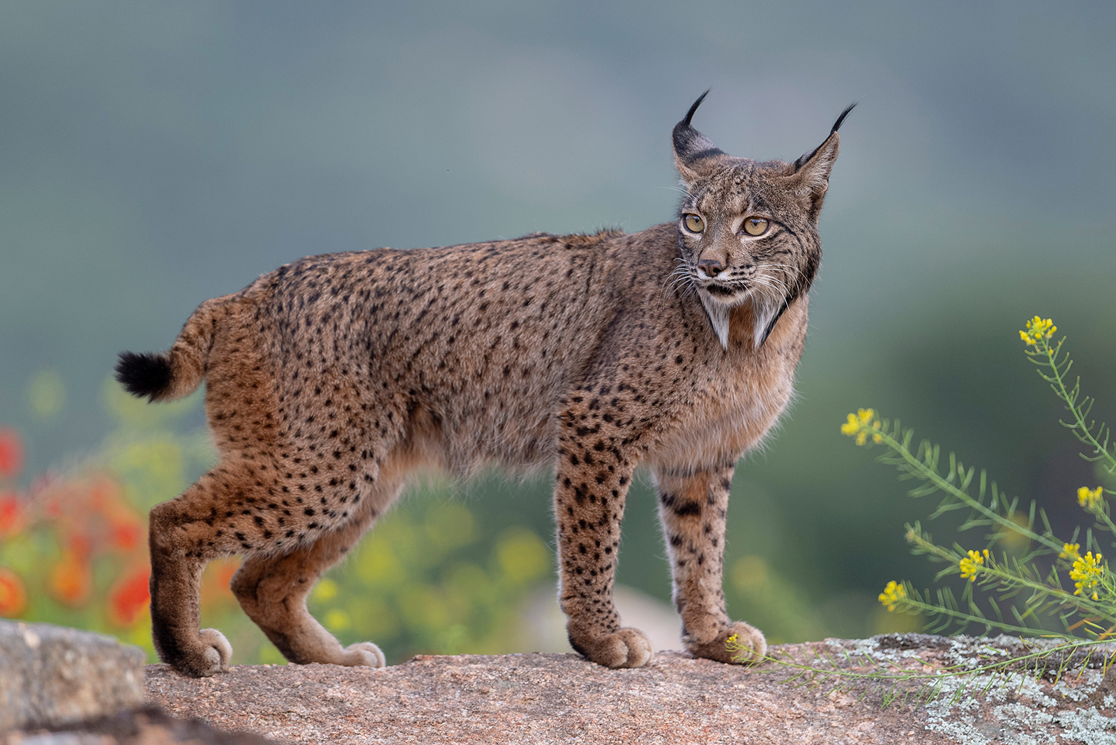 Iberian Lynx