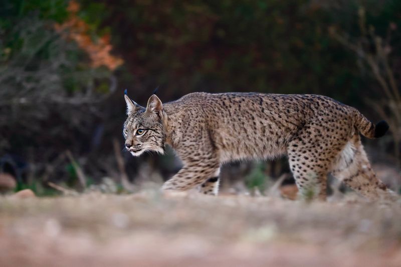 Iberian Lynx