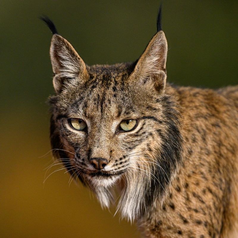 Iberian Lynx