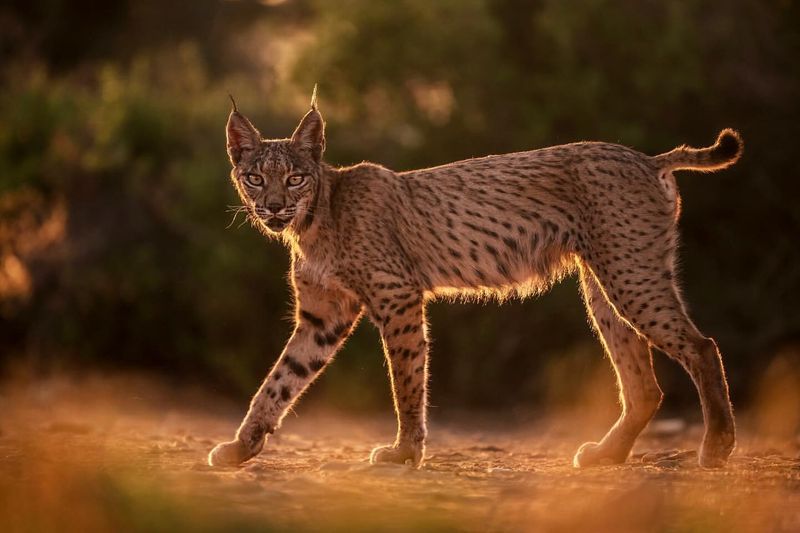 Iberian Lynx