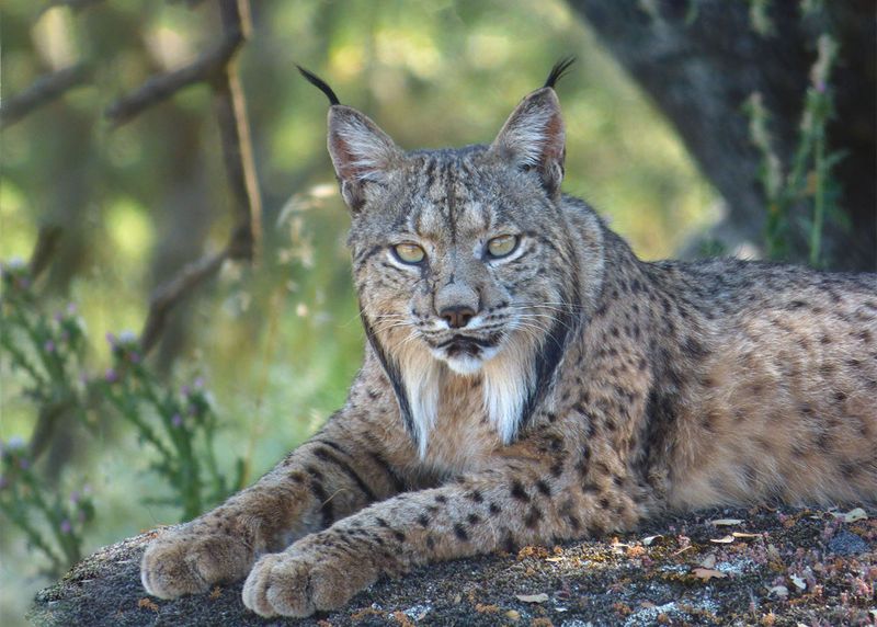 Iberian Lynx