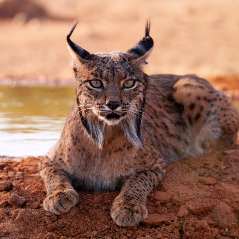 Iberian Lynx (Lynx pardinus)