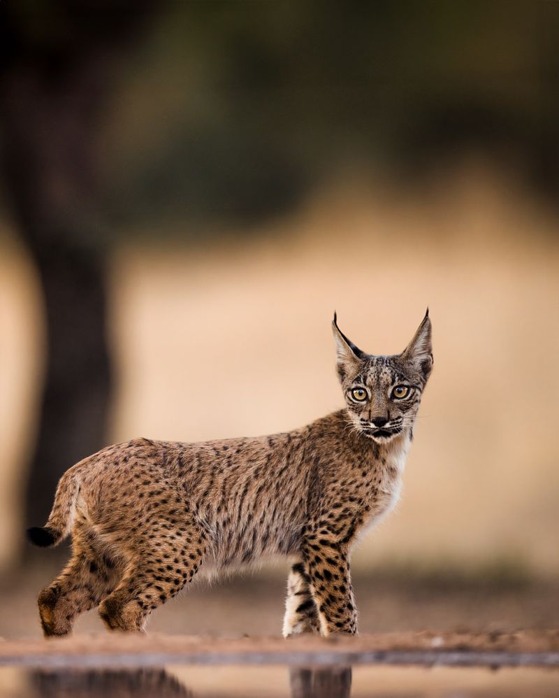 Iberian Lynx