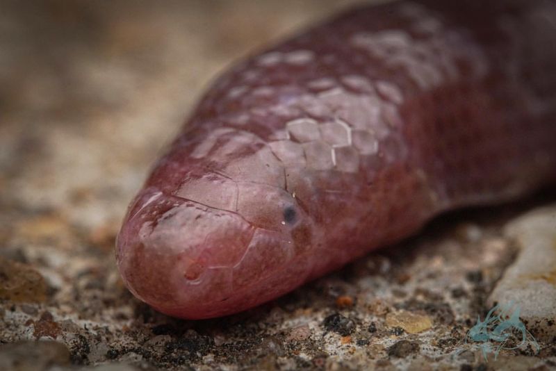 Iberian Worm Lizard