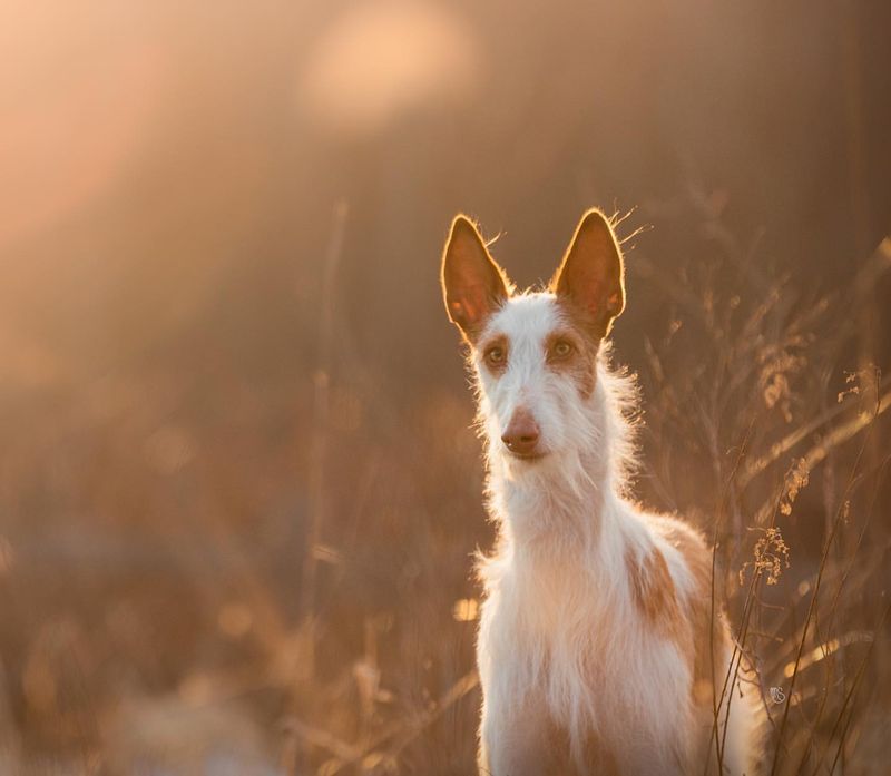 Ibizan Hound