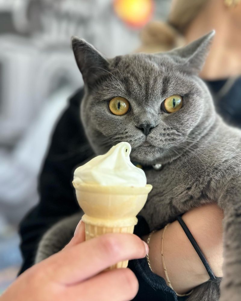 Ice cream