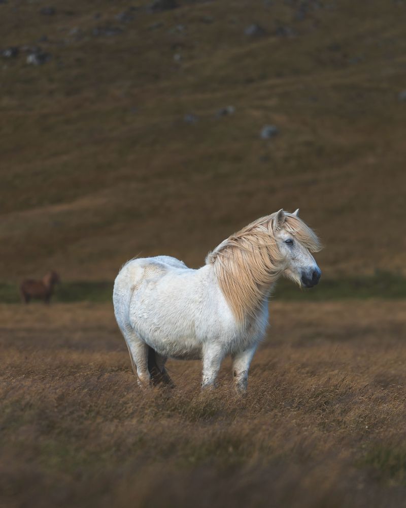 Icelandic Horse