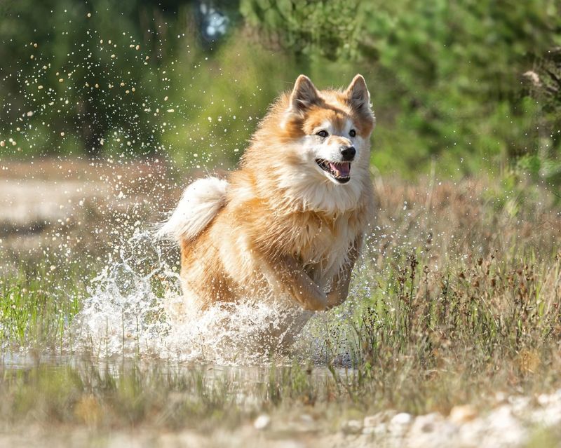 Icelandic Sheepdog