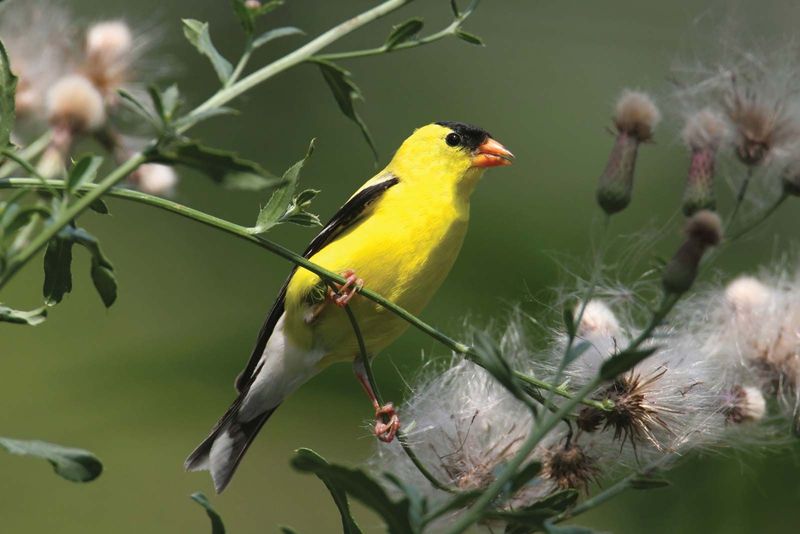 Idaho - American Goldfinch