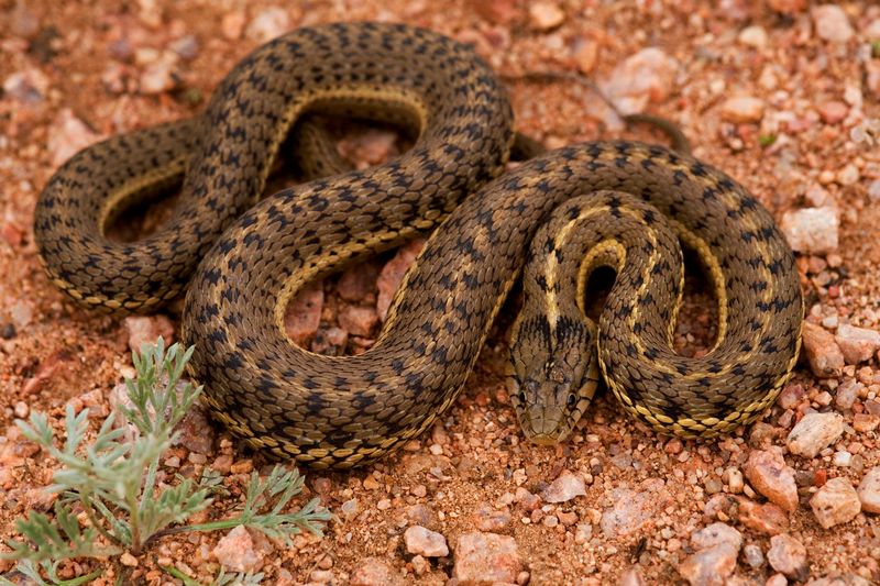 Idaho - Western Terrestrial Garter Snake