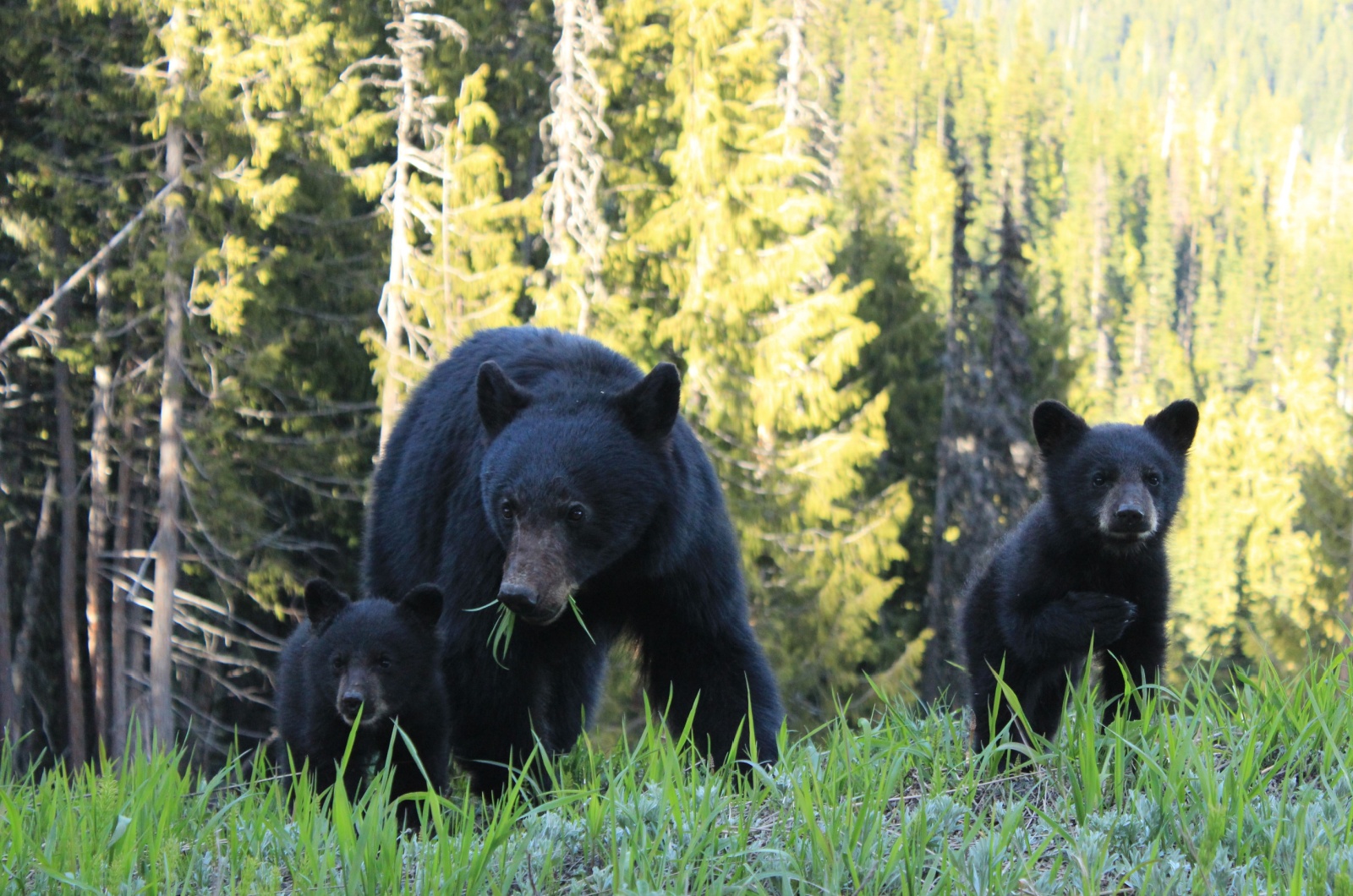 Idaho black bear